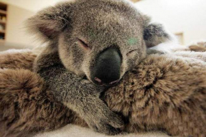 Nieograniczona miłość cute koala do matki